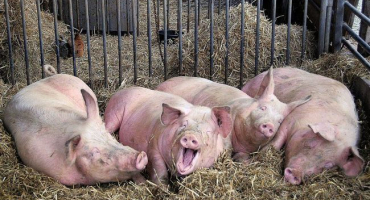 Původce a příčiny svrabu u prasat, příznaky a léčebné metody